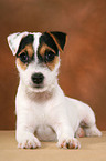 lying Parson Russell Terrier Puppy