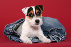 Parson Russell Terrier Puppy