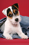 Parson Russell Terrier Puppy