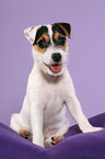 sitting Parson Russell Terrier Puppy