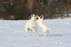 2 playing Parson Russell Terrier
