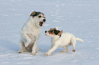 stressed Parson Russell Terrier