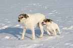 2 playing Parson Russell Terrier