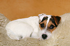 lying young Parson Russell Terrier