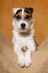 lying young Parson Russell Terrier