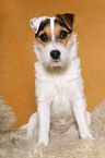 sitting young Parson Russell Terrier