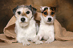 2 lying Parson Russell Terrier
