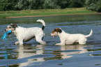 playing Parson Russell Terrier