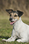 lying Parson Russell Terrier