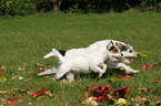 running Parson Russell Terrier