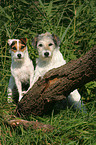 2 Parson Russell Terrier