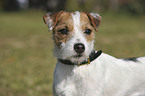 Parson Russell Terrier Portrait