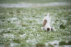 snuffling Parson Russell Terrier