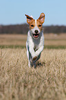 running Parson Russell Terrier