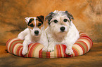 2 lying Parson Russell Terrier
