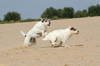 running Parson Russell Terrier