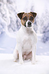 sitting Parson Russell Terrier