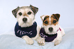 2 Parson Russell Terrier