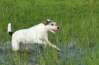 running Parson Russell Terrier