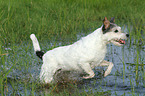 running Parson Russell Terrier