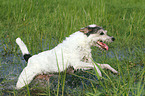 running Parson Russell Terrier