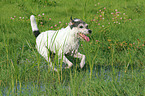 running Parson Russell Terrier