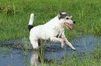 running Parson Russell Terrier