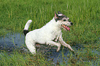 running Parson Russell Terrier