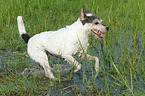 running Parson Russell Terrier