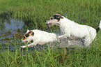 2 Parson Russell Terrier