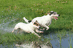 2 Parson Russell Terrier