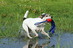 playing Parson Russell Terrier