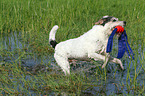 playing Parson Russell Terrier