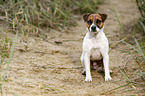 sitting Parson Russell Terrier