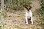 sitting Parson Russell Terrier