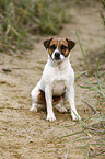 sitting Parson Russell Terrier