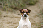 Parson Russell Terrier Portrait