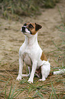 sitting Parson Russell Terrier