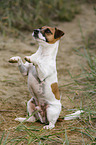 begging Parson Russell Terrier