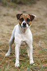 Parson Russell Terrier