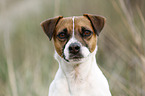 Parson Russell Terrier Portrait