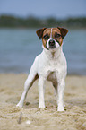 Parson Russell Terrier