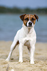 Parson Russell Terrier