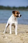 Parson Russell Terrier