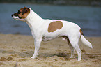 Parson Russell Terrier