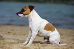 sitting Parson Russell Terrier