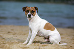 sitting Parson Russell Terrier