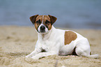 lying Parson Russell Terrier