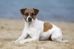 lying Parson Russell Terrier