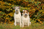 2 Parson Russell Terrier